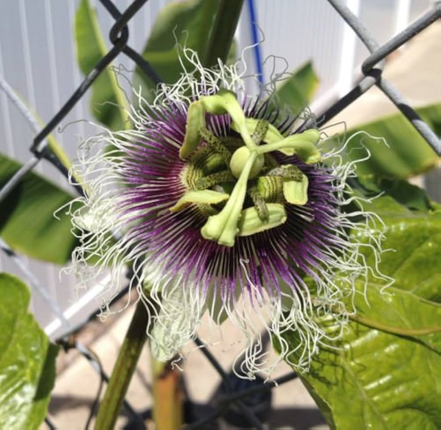 Red Passion Fruit Starter Plant (Passiflora edulis) 1'-2' Live Vine