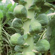 Nautic F1 Brussels Sprouts Seeds - 500+ High-Yield Hybrid for Fall/Winter Harvest