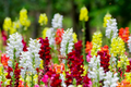 Cinderella Snapdragon Seeds (Antirrhinum majus) - 1000+ Premium Seeds for Delicate Pastel Blooms