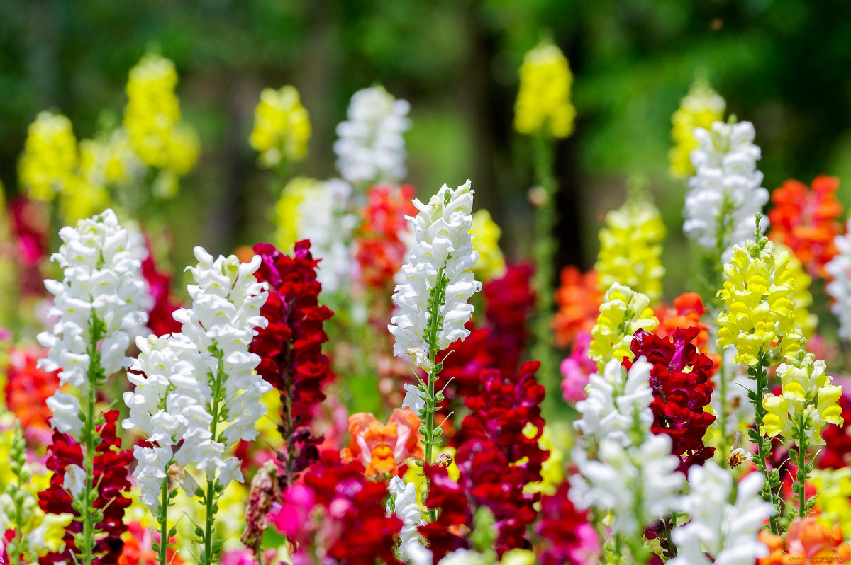 Cinderella Snapdragon Seeds (Antirrhinum majus) - 1000+ Premium Seeds for Delicate Pastel Blooms