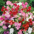 Bijou Mix Sweet Pea Seeds - Non-GMO, Fragrant Multicolor Blooms, 80 Days, 10-18" Tall, Zone 1-10
