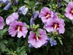 Rose of Sharon Seedlings - Hibiscus syriacus Starter Plant for Zones 5-9