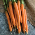 Mokum Carrot Seeds - 1000+ Early Maturing Hybrid, Sweet & Crisp (50-60 days)