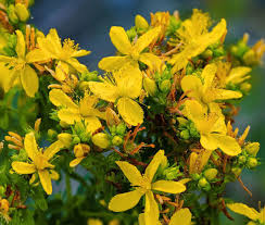 Hypericum punctatum Seeds | Dotted St. John's Wort Native Perennial Wildflower (500 Seeds)
