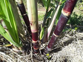Sugarcane Cuttings - 5 Dark Green & Purple Rooted 2" Sticks, Ready to Plant