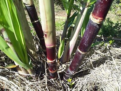 Sugarcane Cuttings - 5 Dark Green & Purple Rooted 2" Sticks, Ready to Plant