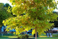 American Sycamore Tree Starter Plant | Platanus occidentalis Bare Root 2-3 ft