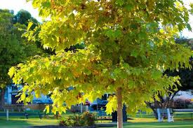 American Sycamore Tree Starter Plant | Platanus occidentalis Bare Root 2-3 ft