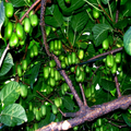 50 Issai Kiwi Seeds (Actinidia arguta) - Cold Hardy Arctic Grape Kiwi