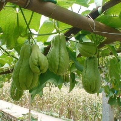 Chayote Squash (Mirliton) Sprouted Live Plants - 3 Starter Plants Ready to Plant