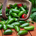 Jalapeño M Pepper Seeds - Heirloom Capsicum annuum, Medium Heat (2,500–5,000 SHU) - 25 Seeds