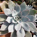 Echeveria cante (White Cloud) Live Succulent Starter Plant