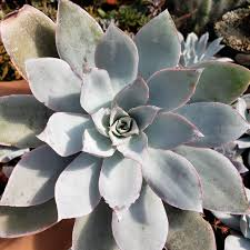 Echeveria cante (White Cloud) Live Succulent Starter Plant