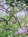 Dragon's Tail Radish Seeds - 500+ Edible Purple Pod Radish, Spicy & Crisp