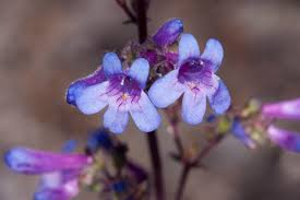 Penstemon humilis (Low Beardtongue) Seeds - Alpine Gardens, Pollinator-Friendly