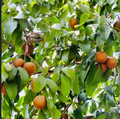 Grafted Sapodilla Tree (Manilkara zapota) Live Tropical Fruit Tree — 12"-24" Starter Plant, Early Fruiting