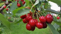 Merton Glory Cherry Seeds - Large Sweet White Cherry, 10+ Seeds