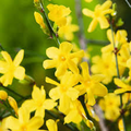 Jasminum Nudiflorum Winter Jasmine Vine - 7+ Fresh Cuttings (Unrooted) 6-8"