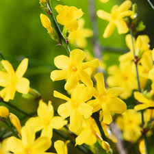 Jasminum Nudiflorum Winter Jasmine Vine - 7+ Fresh Cuttings (Unrooted) 6-8"