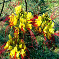 Mexican Desert Yellow Bird of Paradise Seeds (Caesalpinia gilliesii) – Drought-Tolerant, Fast-Growing Shrub