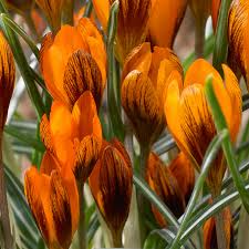 Crocus Golden Orange & Dark Red Mahogany Monarch Starter Plant Bulbs (5) - Early Spring Bloomer
