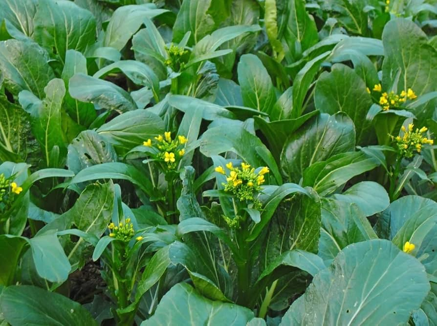 Yu Choy Sum Seeds 500mg Brassica rapa var. parachinensis - Flowering Jung Green