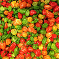 Aji Dulce Pepper Seeds - Heirloom, Non-GMO, Mild Heat (500-1,000) - 100 Days to Maturity
