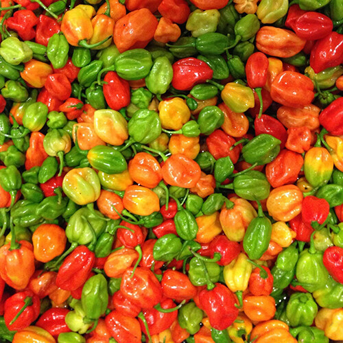 Aji Dulce Pepper Seeds - Heirloom, Non-GMO, Mild Heat (500-1,000) - 100 Days to Maturity