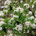 Arrowwood Viburnum Dentatum Bare Root Starter Plant - 15' Tall, White Flowers, Edible Blue-Black Fruit