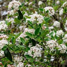 Arrowwood Viburnum Dentatum Bare Root Starter Plant - 15' Tall, White Flowers, Edible Blue-Black Fruit
