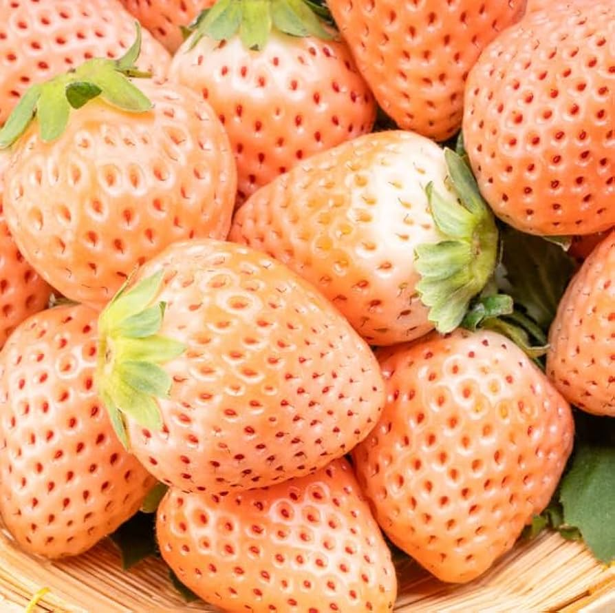 Bare-Root Pineapple Strawberry Plants (Fragaria × ananassa) — 10 Plants, White Strawberries