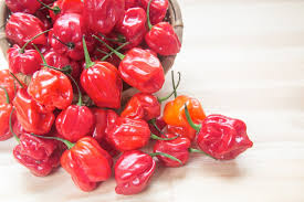 Habanero Pepper Seeds (Capsicum chinense) – Extra-Hot, Heirloom, Non-GMO, 100,000–350,000 SHU