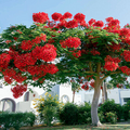 Royal Poinciana Delonix Regia Seeds - 5 Seeds, Red Flame Tree (Tropical Ornamental) - Fast-Growing