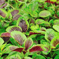 Edible Amaranth Red Stripe Leaf Seeds (Chinese Spinach) 500 Seeds - Yin Tsai / Red Callaloo