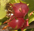 Halley’s Comet Dragon Fruit (Hylocereus undatus) - Rooted Plant 4-7 in, Red Flesh