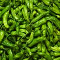 Shishito Pepper Seeds - Heirloom, Non-GMO | 65 Days to Maturity | Capsicum Annuum