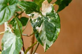 White Knight Syngonium Starter Plant - Podophyllum Albo-Variegatum (Marble Variegated), Indoor Vining Houseplant