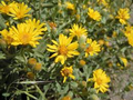 Godfrey's Golden Aster Seeds (Chrysopsis godfreyi) - 25 Seeds, Perennial Wildflower for Pollinators