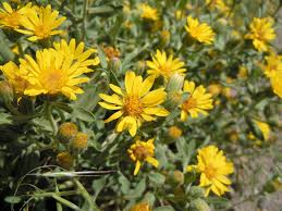 Godfrey's Golden Aster Seeds (Chrysopsis godfreyi) - 25 Seeds, Perennial Wildflower for Pollinators