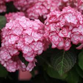 Hydrangea Miss Saori - Live Starter Plant (Dormant/Cutback) | Zones 5-9