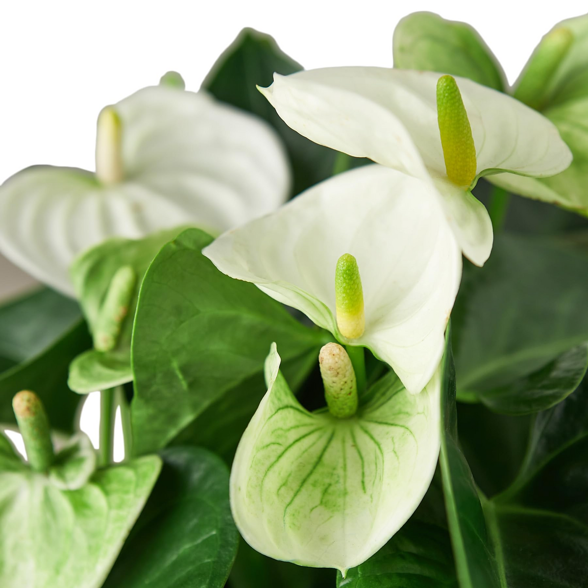Anthurium Starter Plant - White Flamingo Flowers | Tropical Indoor Houseplant