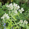 Mountain Mint Seeds (Pycnanthemum verticillatum) – 25 Premium Seeds, Edible Aromatic Herb