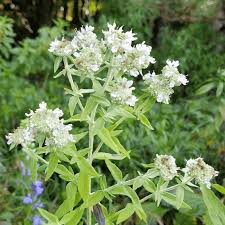 Mountain Mint Seeds (Pycnanthemum verticillatum) – 25 Premium Seeds, Edible Aromatic Herb