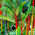 Red Sealing Wax Palm Seeds (Cyrtostachys renda) - 10 Seeds