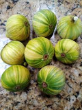 Tiger Panache Fig Cuttings - Variegated 6+" Fresh Scions (2 Pack) for Rooting
