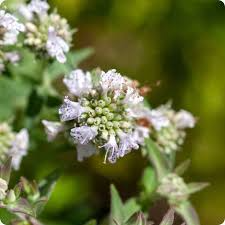 Florida Mountain Mint Seeds (Pycnanthemum floridanum) - 25 Fresh Seeds for Pollinator Garden