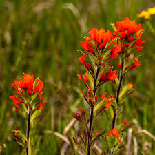 Castilleja Coccinea Scarlet Indian Paintbrush Seeds - 50 Seeds for Pollinator Garden