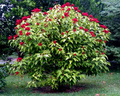 50 Annatto Dye Plant Seeds - Bixa orellana (Lipstick Tree), Zones 10-12