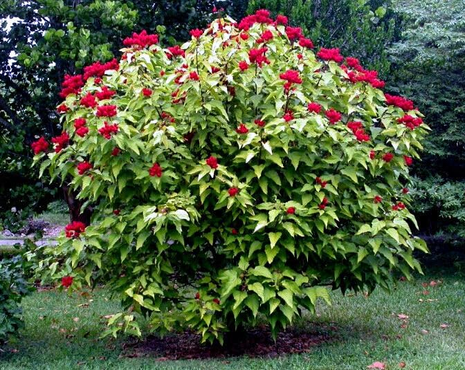 50 Annatto Dye Plant Seeds - Bixa orellana (Lipstick Tree), Zones 10-12