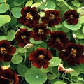 Black Velvet Nasturtium Seeds - Red-Black Flowers, Edible Nasturtium | Heirloom